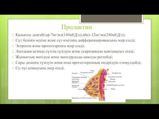 Пролактин Қалыпты деңгейі:ер-7нг/мл(140мЕД/л),әйел-12нг/мл(240мЕД/л); Сүт безінің өсуіне және сүт өзегінің дифференцировкасына