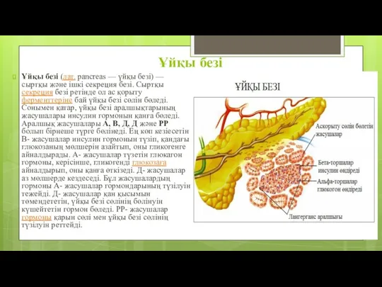 Ұйқы безі Ұйқы безі (лат. pancreas — үйқы безі) —