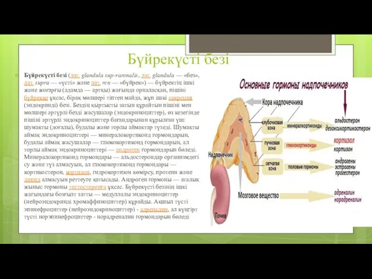 Бүйрекүсті безі Бүйрекүсті безі (лат. glandula sup-rarenalis, лат. glandula —