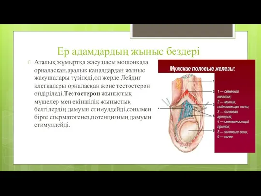 Ер адамдардың жыныс бездері Аталық жұмыртқа жасушасы мошонкада орналасқан,аралық каналдардан