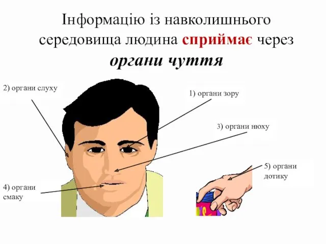 Інформацію із навколишнього середовища людина сприймає через органи чуття