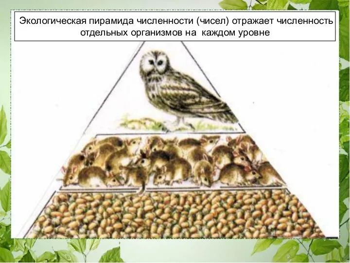 Экологическая пирамида численности (чисел) отражает численность отдельных организмов на каждом уровне Экологическая пирамида