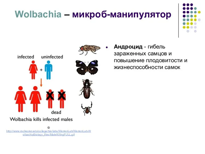 Wolbachia – микроб-манипулятор Андроцид - гибель зараженных самцов и повышение плодовитости и жизнеспособности самок © http://www.rochester.edu/college/bio/labs/WerrenLab/WerrenLab-WolbachiaBiology_files/MaleKillingFULL.gif