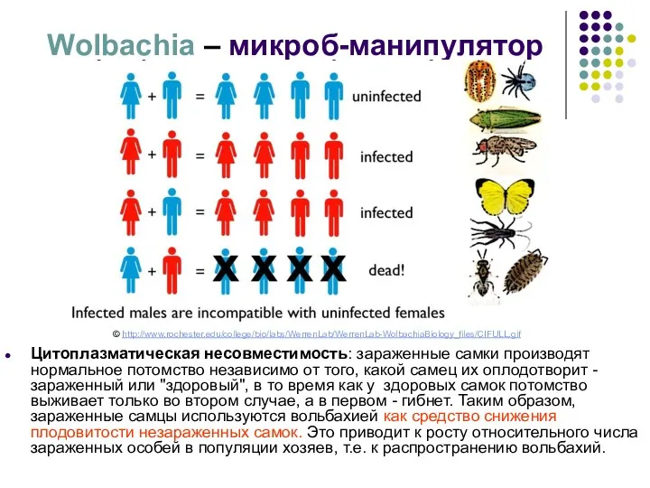Wolbachia – микроб-манипулятор Цитоплазматическая несовместимость: зараженные самки производят нормальное потомство