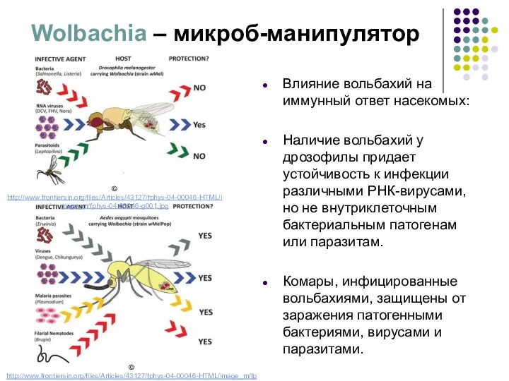 Wolbachia – микроб-манипулятор Влияние вольбахий на иммунный ответ насекомых: Наличие