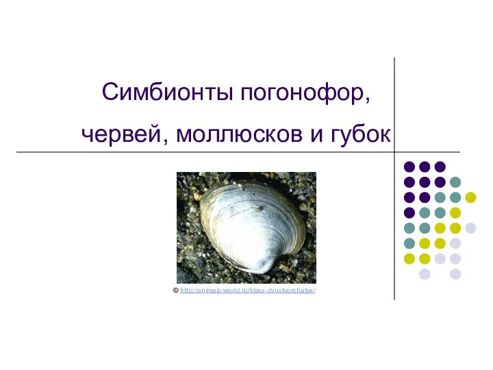Симбионты погонофор, червей, моллюсков и губок © http://animals-world.ru/klass-dvustvorchatye/