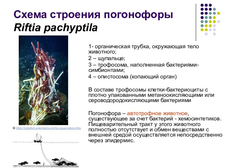 Схема строения погонофоры Riftia pachyptila 1- органическая трубка, окружающая тело