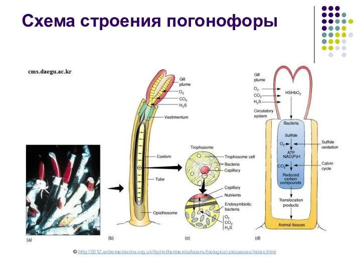 Схема строения погонофоры © http://2012.extrememarine.org.uk/hydrothermermalboans/biological-processes/index.html