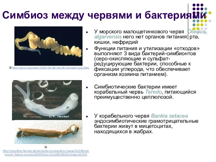 Симбиоз между червями и бактериями У морского малощетинкового червя Olavius