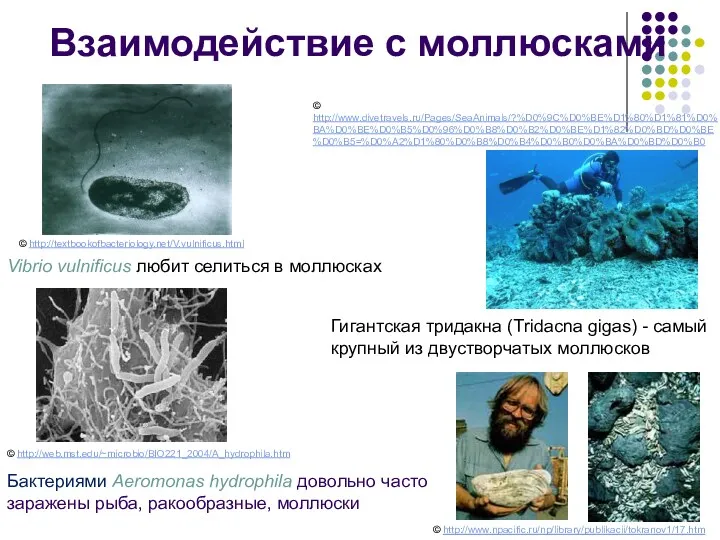 Бактериями Aeromonas hydrophila довольно часто заражены рыба, ракообразные, моллюски Взаимодействие
