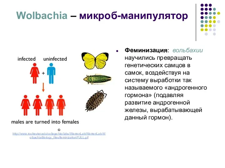 Wolbachia – микроб-манипулятор Феминизация: вольбахии научились превращать генетических самцов в