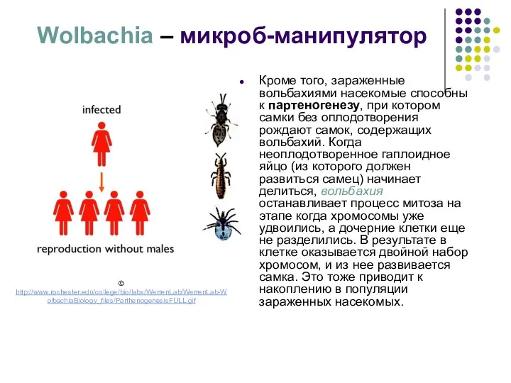 Wolbachia – микроб-манипулятор Кроме того, зараженные вольбахиями насекомые способны к