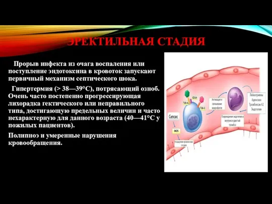 ЭРЕКТИЛЬНАЯ СТАДИЯ Прорыв инфекта из очага воспаления или поступление эндотоксина в кровоток запускают