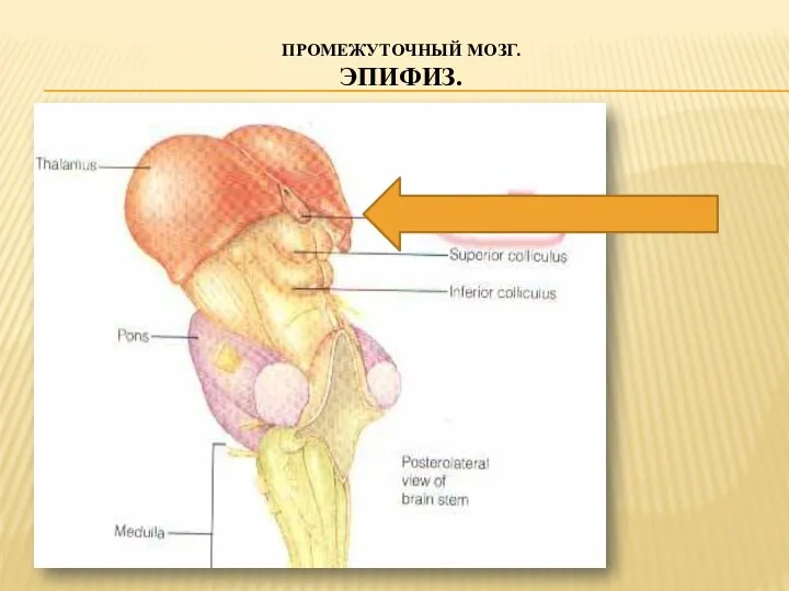ПРОМЕЖУТОЧНЫЙ МОЗГ. ЭПИФИЗ.