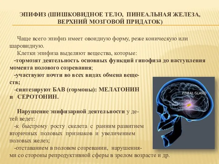 ЭПИФИЗ (ШИШКОВИДНОЕ ТЕЛО, ПИНЕАЛЬНАЯ ЖЕЛЕЗА, ВЕРХНИЙ МОЗГОВОЙ ПРИДАТОК) Чаще всего