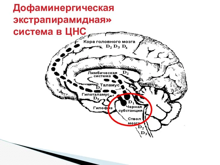 Дофаминергическая экстрапирамидная» система в ЦНС