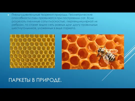 ПАРКЕТЫ В ПРИРОДЕ. Пчелы-удивительные творения природы. Геометрические способности пчел проявляются при построении сот.