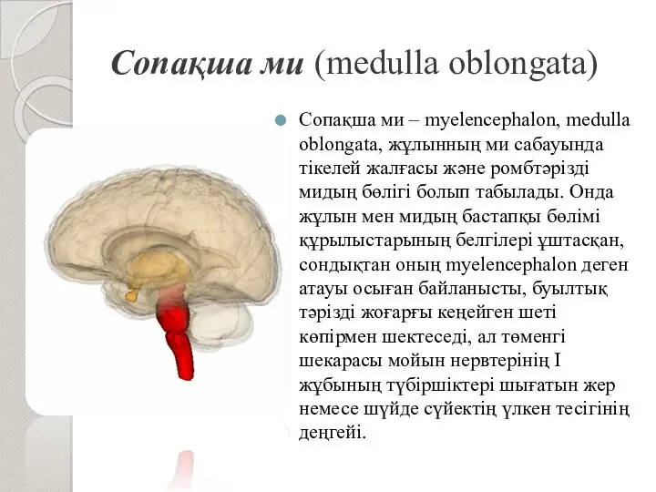 Сопақша ми (medulla oblongata) Сопақша ми – myelencephalon, medulla oblongata, жұлынның ми сабауында