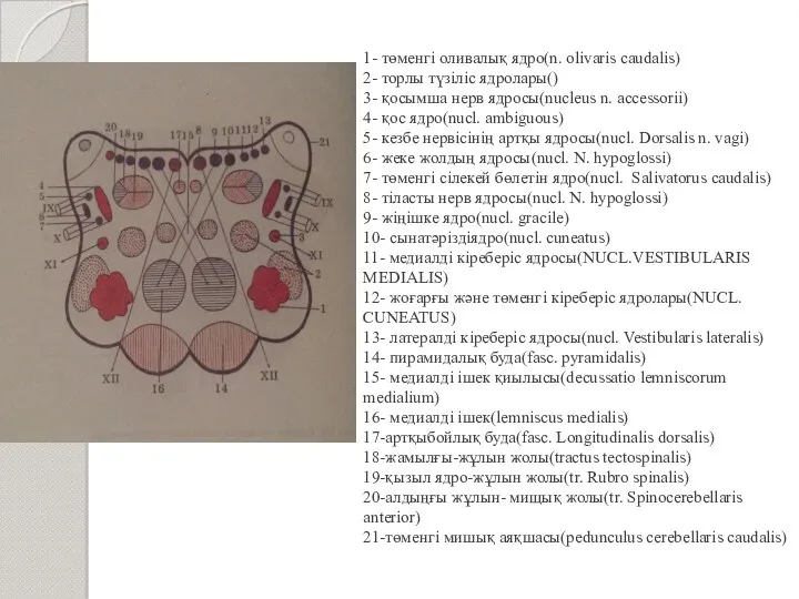 1- төменгі оливалық ядро(n. olivaris caudalis) 2- торлы түзіліс ядролары() 3- қосымша нерв