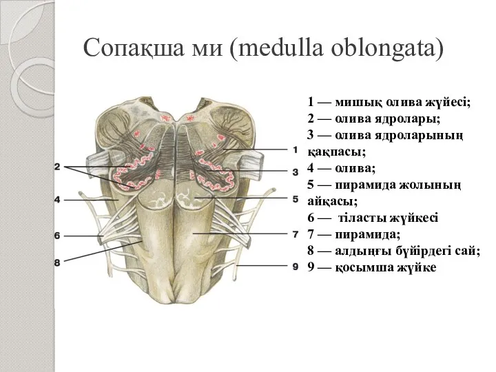 Сопақша ми (medulla oblongata) 1 — мишық олива жүйесі; 2 — олива ядролары;