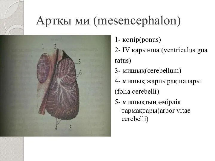 Артқы ми (mesencephalon) 1- көпір(ponus) 2- IV қарынша (ventriculus gua ratus) 3- мишық(cerebellum)