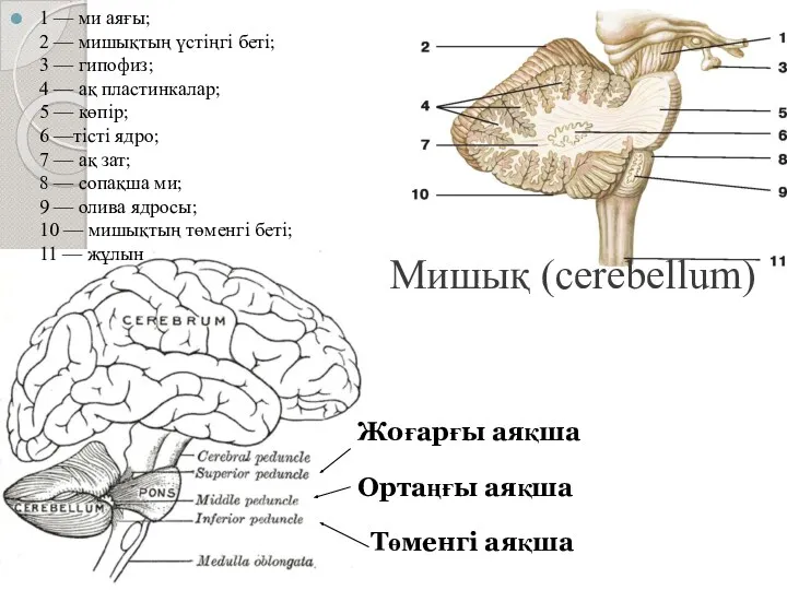 Мишық (cerebellum) 1 — ми аяғы; 2 — мишықтың үстіңгі беті; 3 —