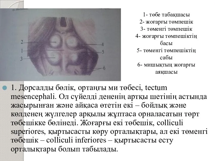1. Дорсалды бөлік, ортаңғы ми төбесі, tectum mesencephali. Ол сүйелді дененің артқы шетінің
