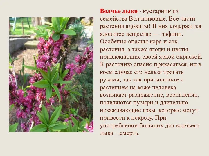 Волчье лыко - кустарник из семейства Волчниковые. Все части растения