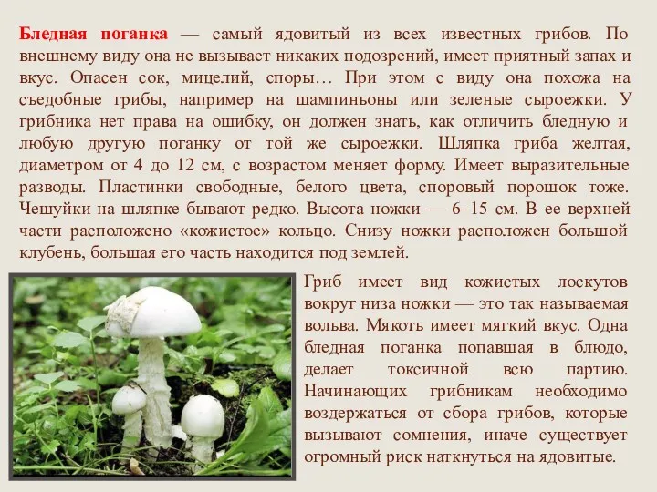 Бледная поганка — самый ядовитый из всех известных грибов. По