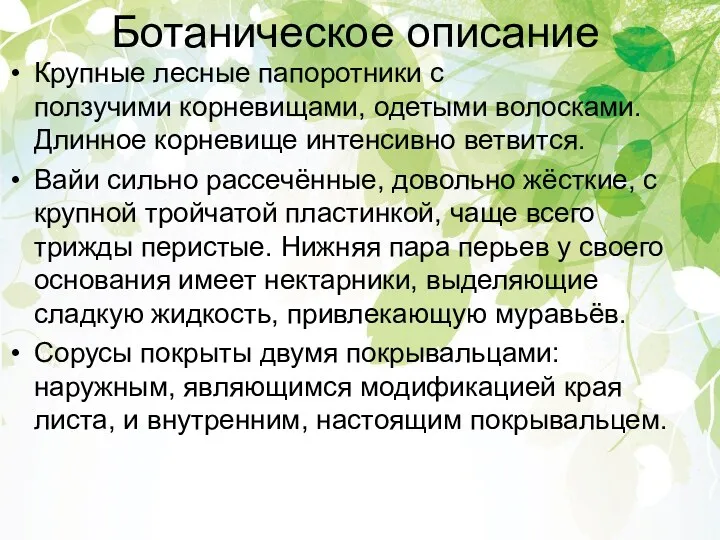 Ботаническое описание Крупные лесные папоротники с ползучими корневищами, одетыми волосками.