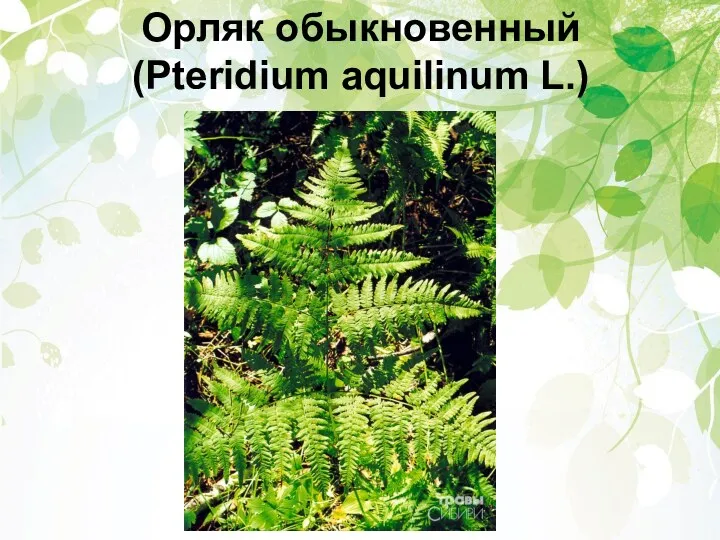 Орляк обыкновенный (Pteridium aquilinum L.)