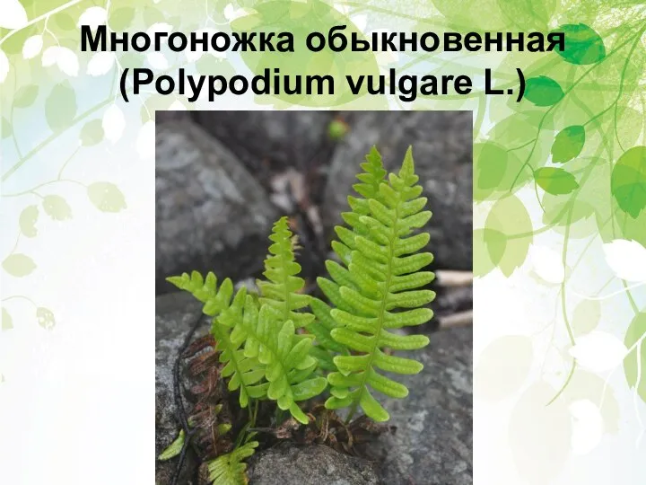 Многоножка обыкновенная (Polypodium vulgare L.)