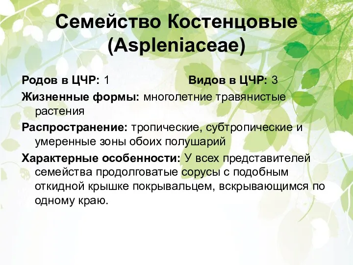 Семейство Костенцовые (Aspleniaceae) Родов в ЦЧР: 1 Видов в ЦЧР: