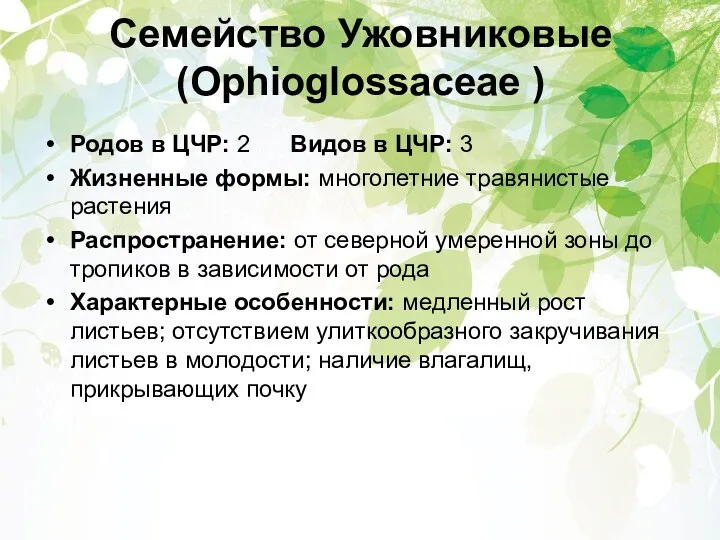 Семейство Ужовниковые (Ophioglossaceae ) Родов в ЦЧР: 2 Видов в
