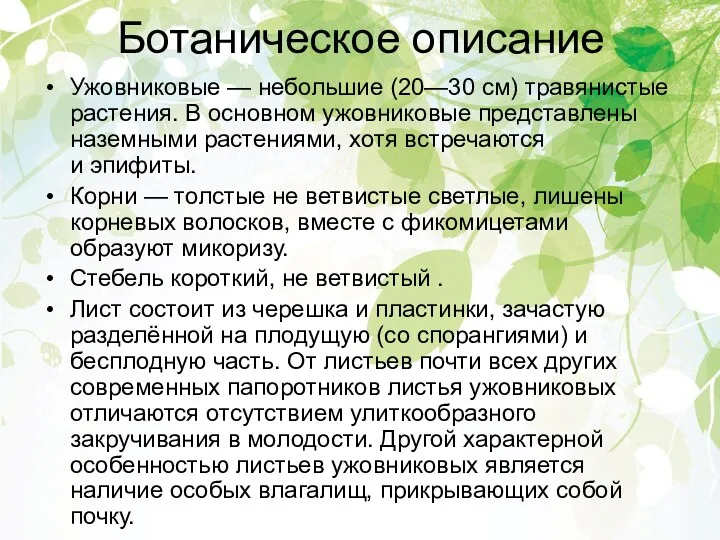 Ботаническое описание Ужовниковые — небольшие (20—30 см) травянистые растения. В