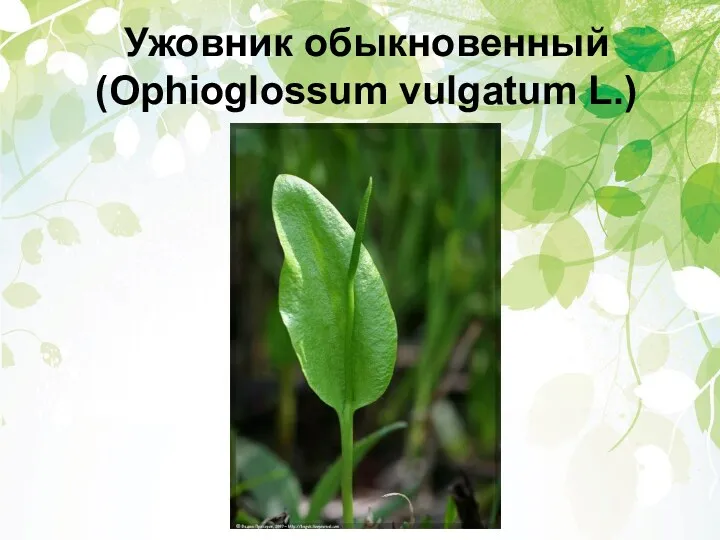 Ужовник обыкновенный (Ophioglossum vulgatum L.)