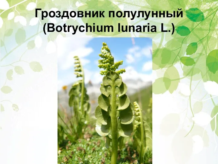 Гроздовник полулунный (Botrychium lunaria L.)