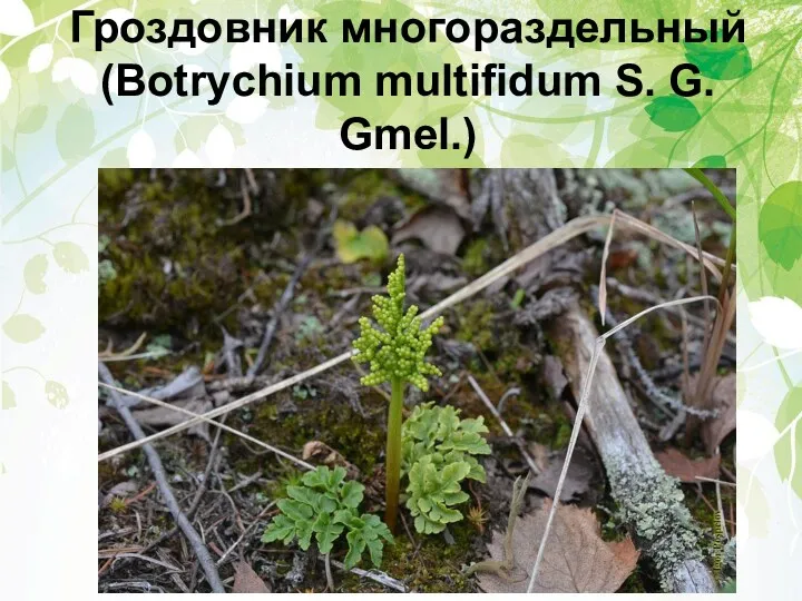 Гроздовник многораздельный (Botrychium multifidum S. G. Gmel.)