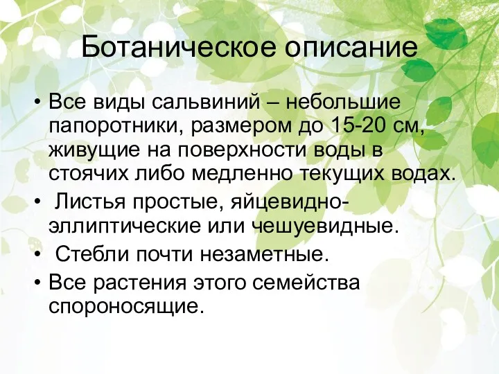 Ботаническое описание Все виды сальвиний – небольшие папоротники, размером до