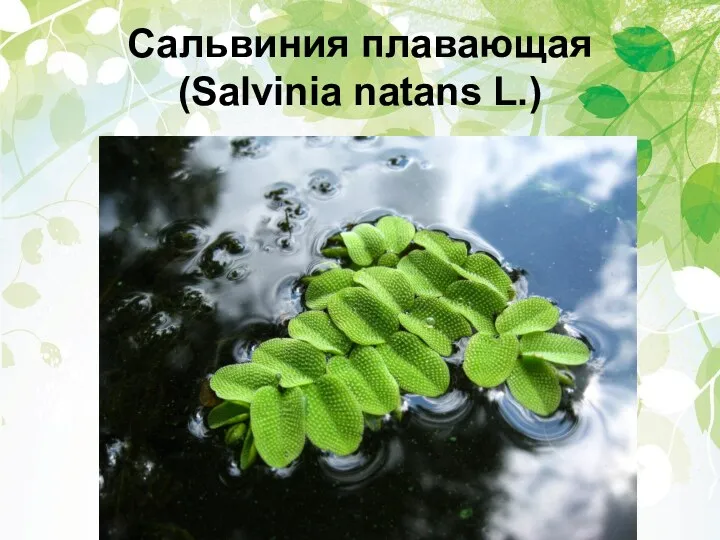 Сальвиния плавающая (Salvinia natans L.)