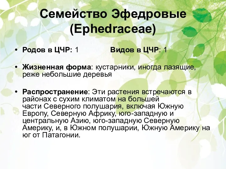 Семейство Эфедровые (Ephedraceae) Родов в ЦЧР: 1 Видов в ЦЧР: