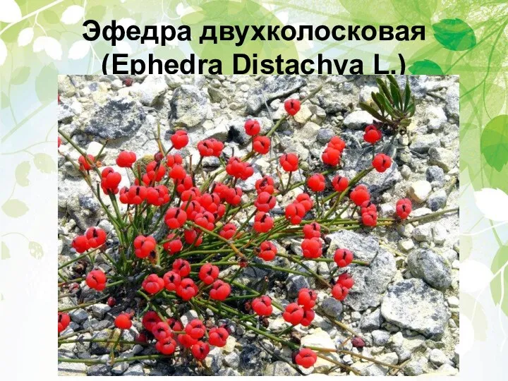 Эфедра двухколосковая (Ephedra Distachya L.)