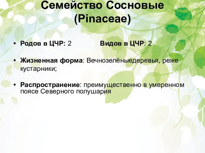 Семейство Сосновые (Pinaceae) Родов в ЦЧР: 2 Видов в ЦЧР: