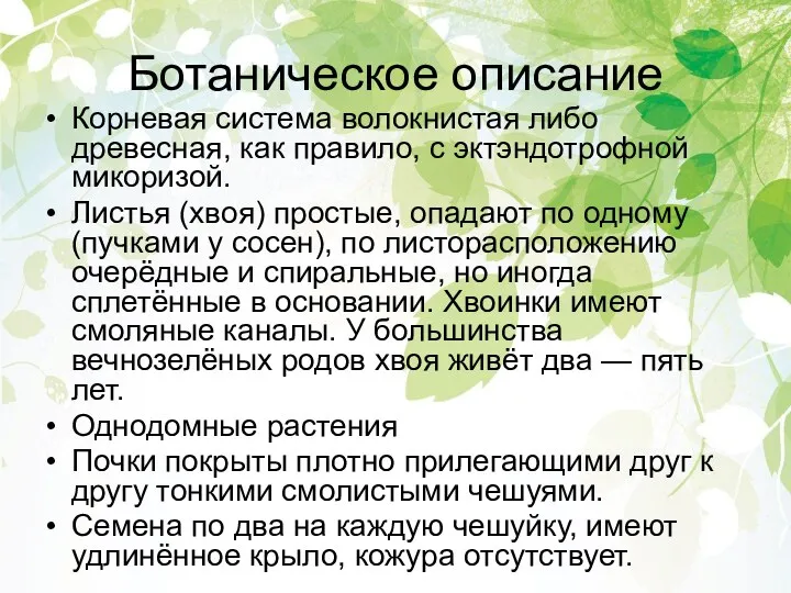 Ботаническое описание Корневая система волокнистая либо древесная, как правило, с