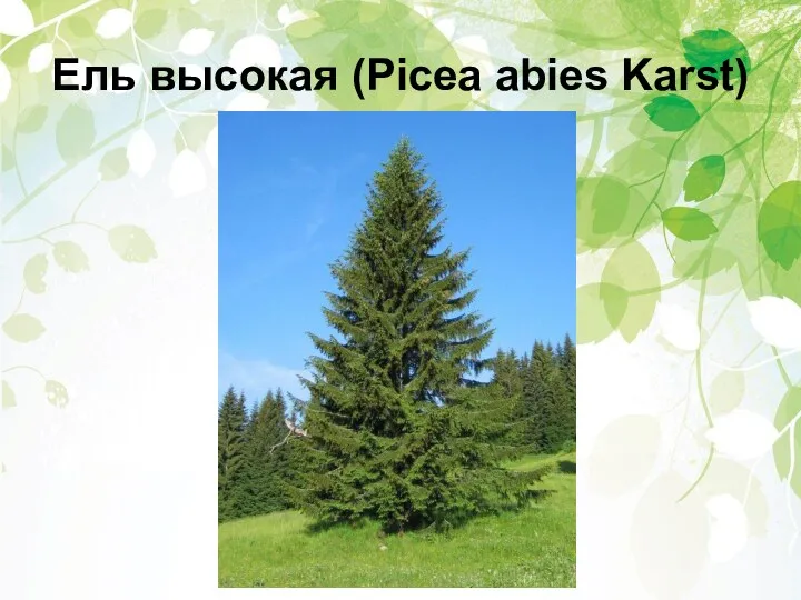 Ель высокая (Picea abies Karst)