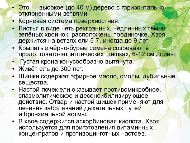 Это — высокое (до 40 м) дерево с горизонтально отклоненными