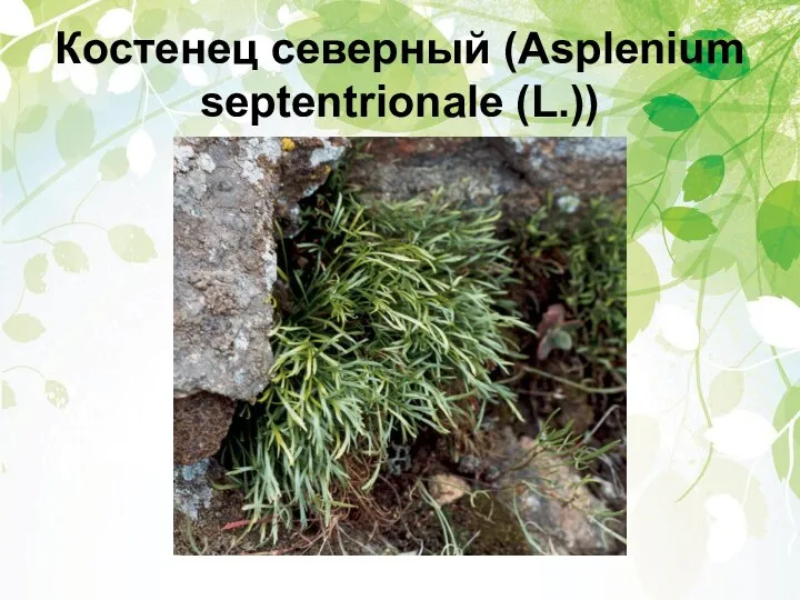 Костенец северный (Asplenium septentrionale (L.))