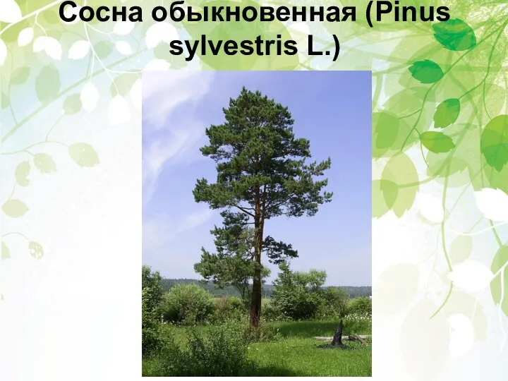 Сосна обыкновенная (Pinus sylvestris L.)