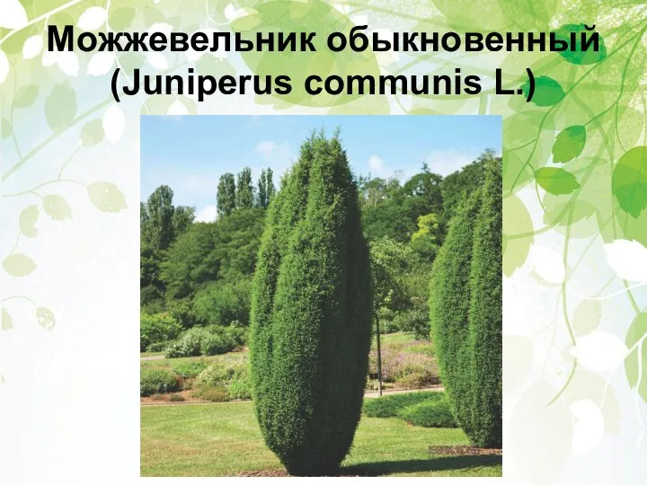 Можжевельник обыкновенный (Juniperus communis L.)