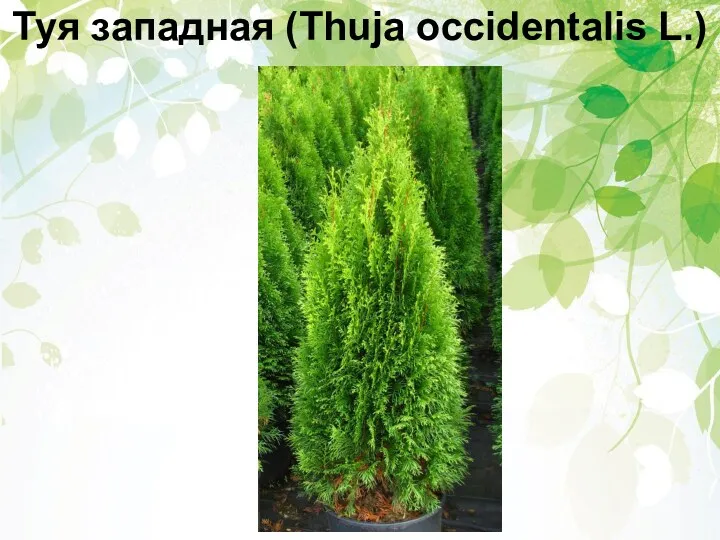 Туя западная (Thuja occidentalis L.)